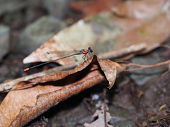 Nososticta impercepta