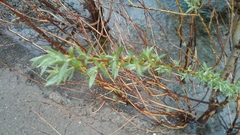 Salix exigua hindsiana