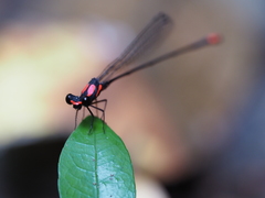 Nososticta impercepta