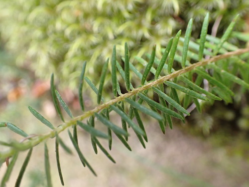 Image of Erica afra by (c) Leon Perrie, some rights reserved (CC BY)