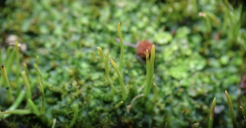 Phaeoceros inflatus