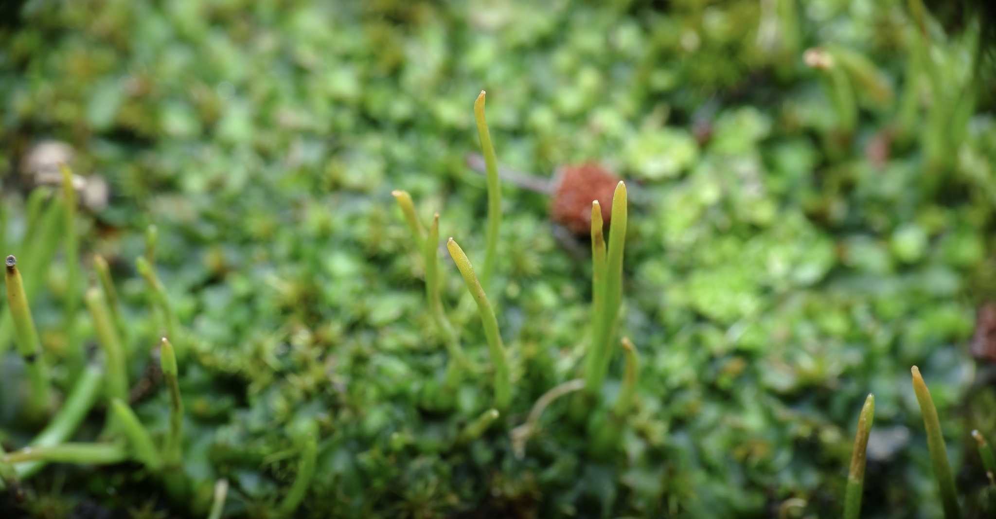 Phaeoceros inflatus
