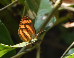 Pantoporia paraka
