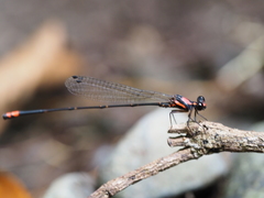 Nososticta impercepta