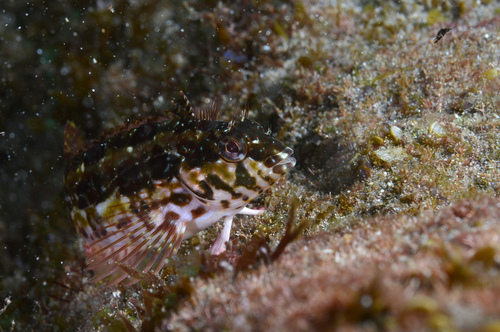 Barfin blenny (Malacoctenus versicolor) — Labrisomidae