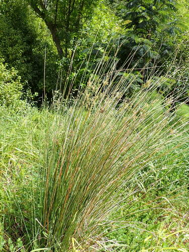 Image of Juncus sarophorus by (c) Leon Perrie, some rights reserved (CC BY)