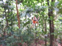 Neoscona menghaiensis