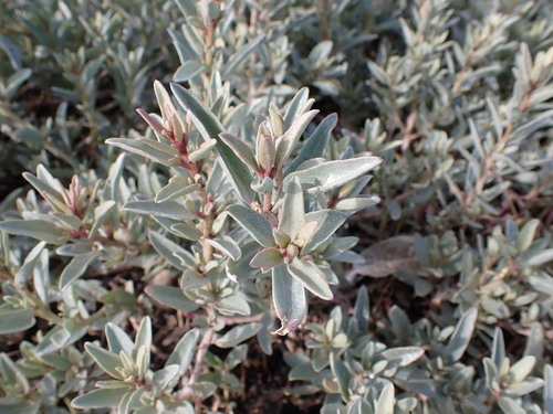 Gray saltbush (Atriplex cinerea)