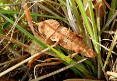 Ocnerodes fallaciosus