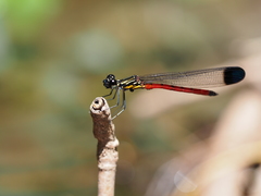 Rhinocypha pagenstecheri timorana