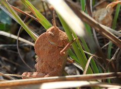 Ocnerodes fallaciosus
