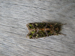 Ichneutica chlorodonta