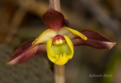 Eulophia pratensis