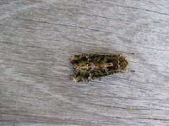 Ichneutica chlorodonta