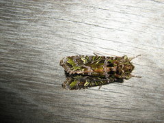 Ichneutica chlorodonta