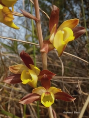 Eulophia pratensis