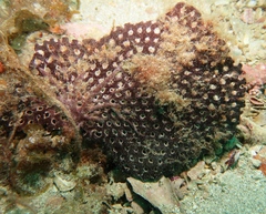 Adeona grisea