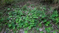Petasites formosanus