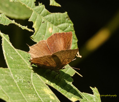 Surendra quercetorum