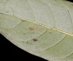 Thwaitesia margaritifera