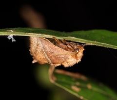Birthamula rufa