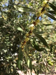 Argania spinosa