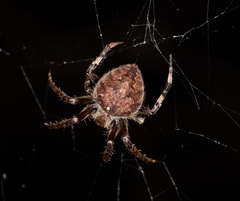 Neoscona menghaiensis