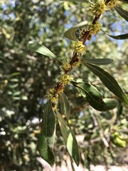 Argania spinosa