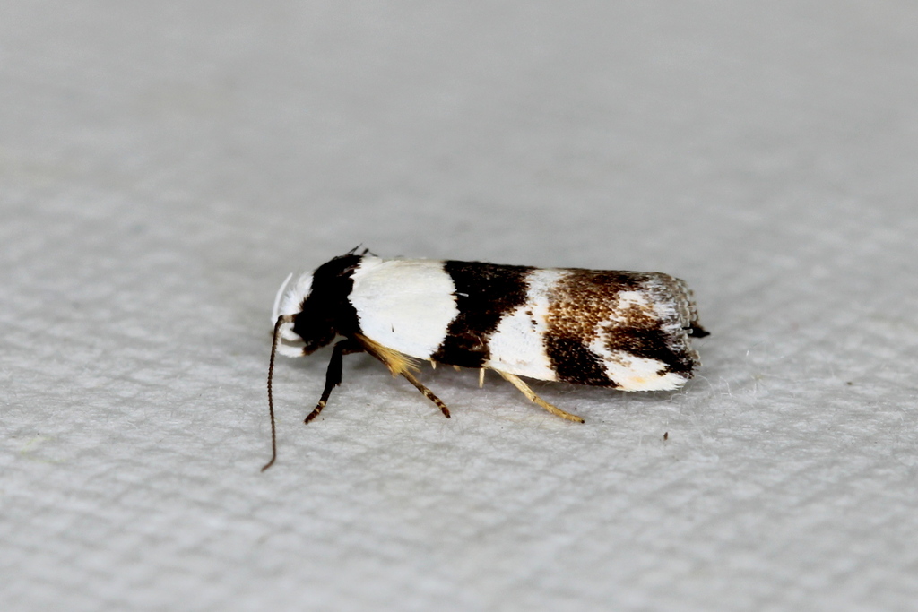 Zonopetala decisana from Sydney NSW, Australia on November 3, 2023 at