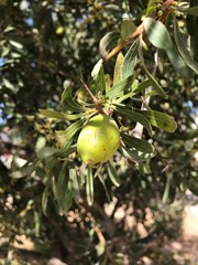 Argania spinosa