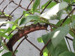 Macroglossum corythus