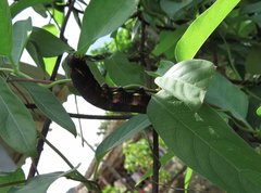 Macroglossum corythus