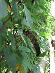 Macroglossum corythus