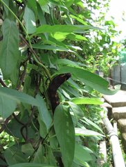 Macroglossum corythus