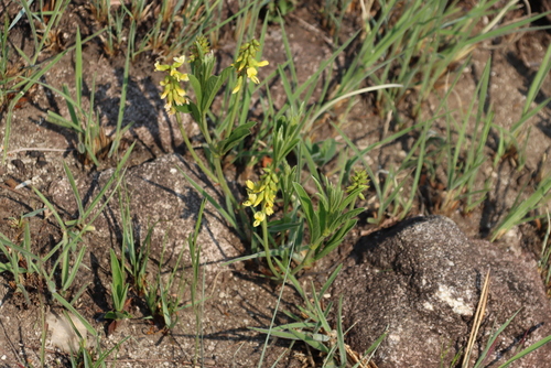 Image of Eriosema kraussianum by (c) Tony Rebelo, some rights reserved (CC BY-SA)