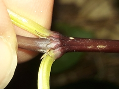 Ascarina lucida