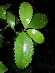 Ascarina lucida