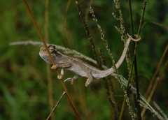 Black-Headed Dwarf Chameleon photo 3
