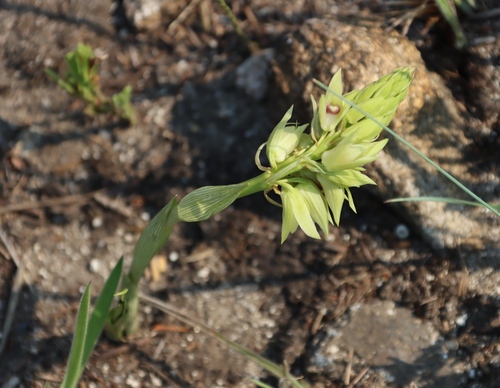 Image of Orthochilus foliosus by (c) Tony Rebelo, some rights reserved (CC BY-SA)