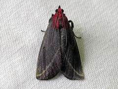 Toccolosida rubriceps