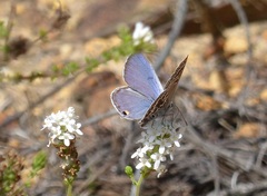Lepidochrysops asteris