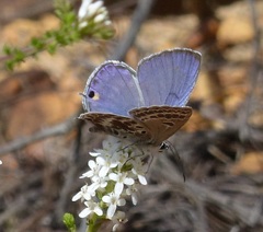 Lepidochrysops asteris