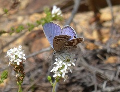 Lepidochrysops asteris