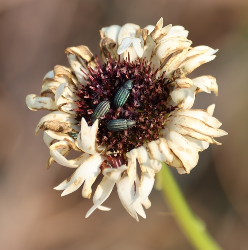 Image of Callilepis leptophylla by (c) Tony Rebelo, some rights reserved (CC BY-SA)