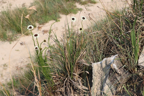 Image of Callilepis leptophylla by (c) Tony Rebelo, some rights reserved (CC BY-SA)
