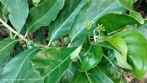 Noni (Morinda elliptica)