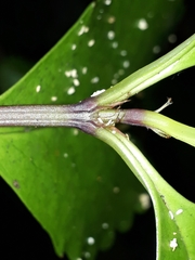 Ascarina lucida