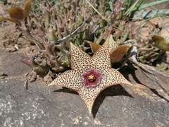 Orbea verrucosa