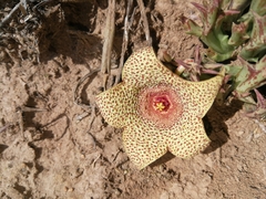 Orbea verrucosa