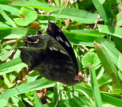 Junonia natalica natalica
